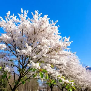 Spring landscape in Atlanta showcasing blooming trees