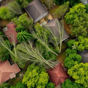 Damage caused by severe thunderstorms in Atlanta with fallen trees and power lines