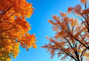 Clear skies and vibrant autumn foliage in Atlanta, Georgia
