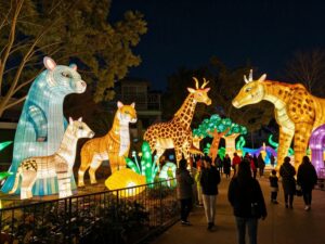 Colorful Chinese lanterns lighting up Zoo Atlanta during IllumiNights festival