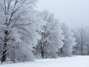 Icy winter landscape in Northeast Georgia with snow-covered trees