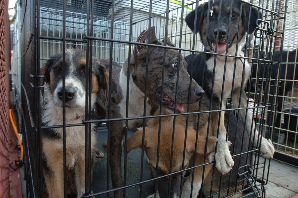 Dogs crowded together in a wire kennel crate